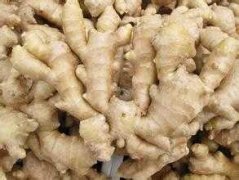建個1000噸生姜冷庫大概需要投資多少錢？