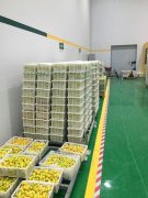 山東3000噸水果保鮮庫安裝造價(jià)預(yù)算多少？