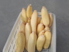 100噸的蓮藕怎么保鮮，蓮藕保鮮庫設(shè)計(jì)及造價(jià)